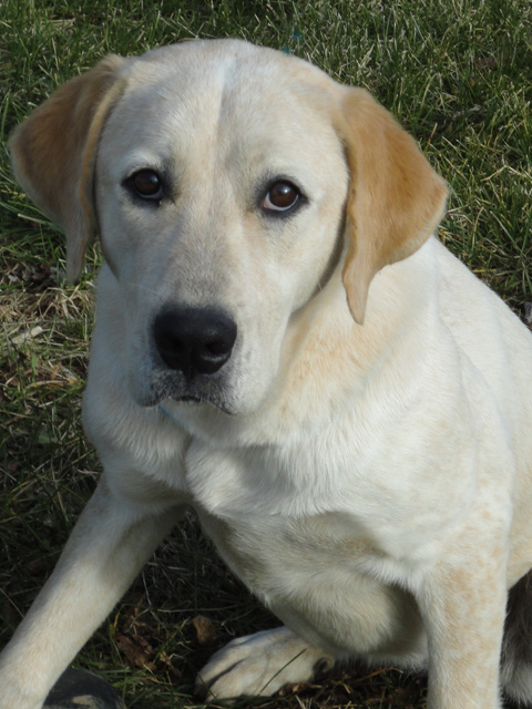 KLR-Dog for Adoption