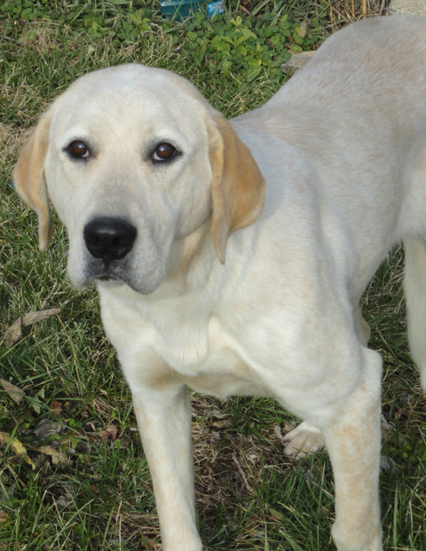 KLR-Dog for Adoption