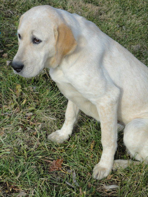 KLR-Dog for Adoption