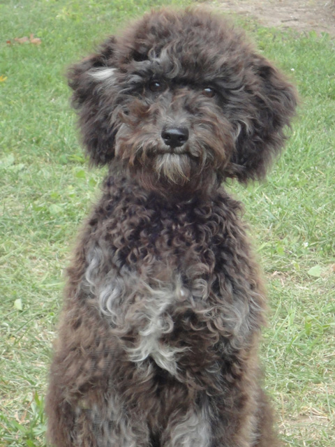 KLR-Dog for Adoption